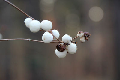 Close-up of white flowers growing on tree