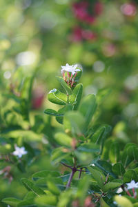 Close-up of green flowering plant