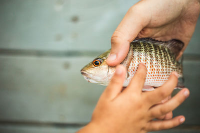 Cropped hand of child touching fish held by person