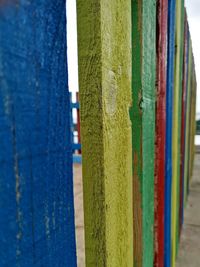 Close-up of multi colored tree trunk