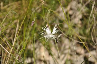 Close-up of flowers growing in field