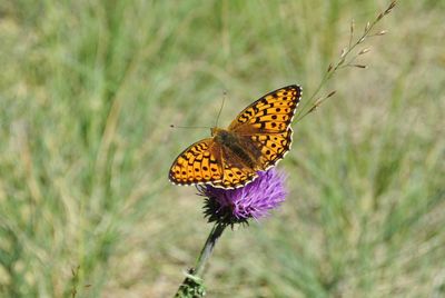 Butterfly on flower