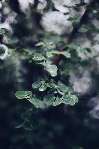 Close-up of water drops on plant