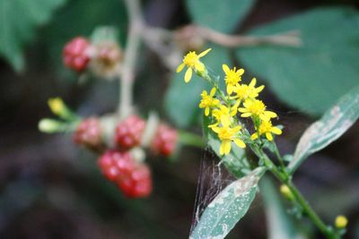 Close-up of flowers blooming outdoors