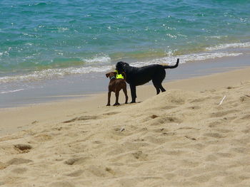 Full length of dog on beach