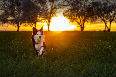 Dog running on field during sunset