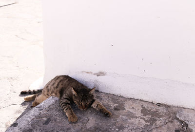 Close-up of cat relaxing outdoors