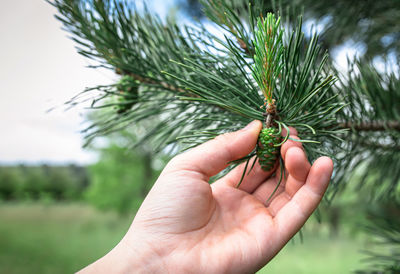 Cropped hand holding plant