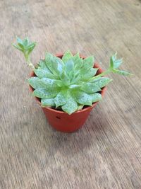 High angle view of potted plant on table