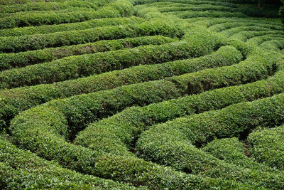 Full frame shot of agricultural field