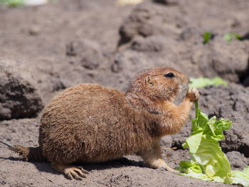 Side view of marmot feeding on lettuce