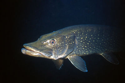 Closeup of a pike swimming out of the dark fresh water