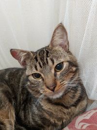 Close-up portrait of a cat