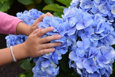 Close-up of hand holding purple flower