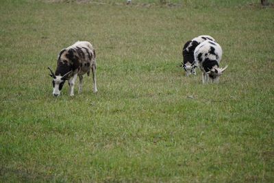 Goats in a field