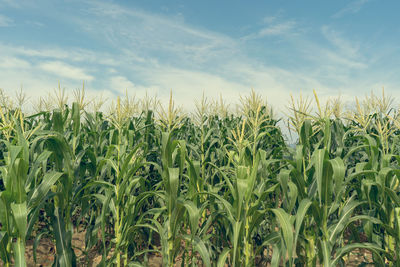 Crops growing on field against sky