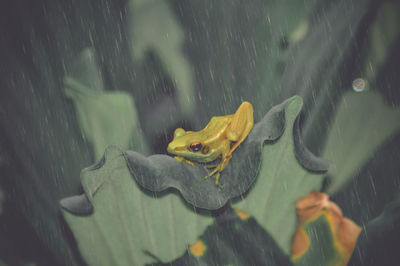 Close-up of wet leaves in lake during rainy season