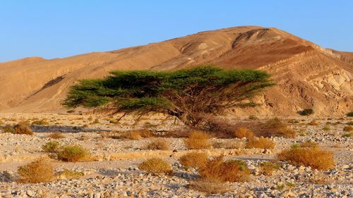 Scenic view of desert against clear sky