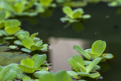 Close-up of green plant