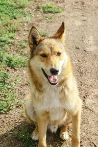 Portrait of dog on field