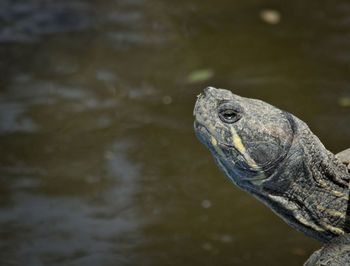 Close-up of turtle in sea