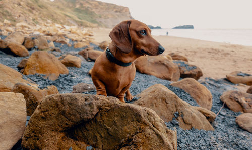 Dog looking away on rock