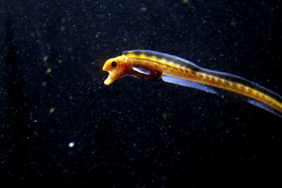 Close-up of fish swimming in sea