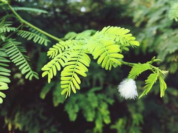 Close-up of fern leaves