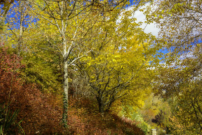 Trees in forest during autumn