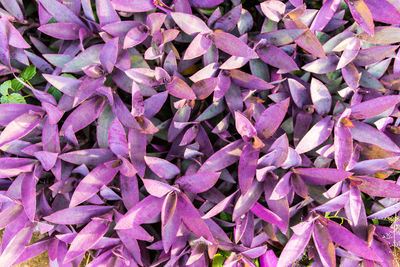 Full frame shot of purple flowers