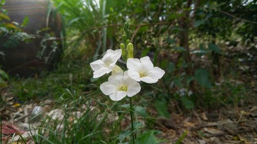 Close-up of white flowers blooming outdoors