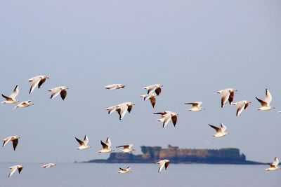 Low angle view of birds flying in the sky