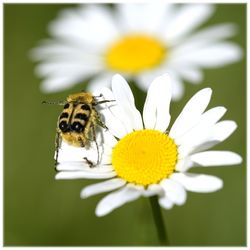 Close-up of bee on yellow flower