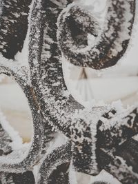 Close-up of tree during winter