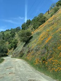 Road amidst trees against sky