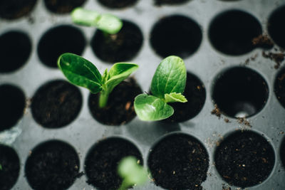 Directly above shot of potted plants