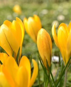 Close-up of tulips blooming in field