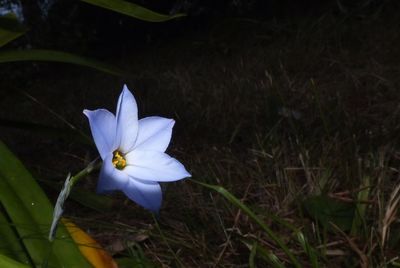 Close-up of water lily blooming outdoors