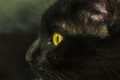 Close-up of black cat