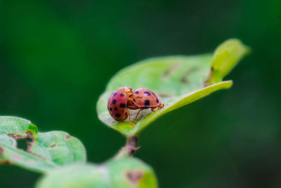 Close-up of ladybug on leaf