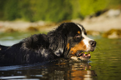 Side view of dog carrying ball while swimming in lake