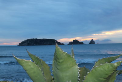 Close-up of fresh green plants by sea against sky