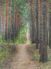 Trees growing in forest