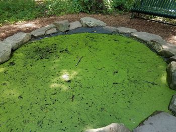 High angle view of water lily in pond