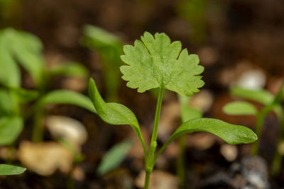 Close-up of fresh green plant