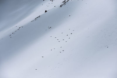 Low angle view of birds flying in the sky