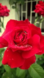 Close-up of red rose blooming outdoors