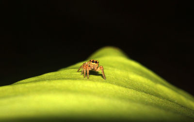 Close-up of insect on leaf