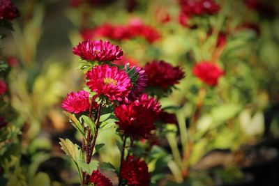 Close-up of red flowering plants