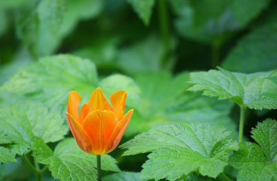 Close-up of orange flowering plant